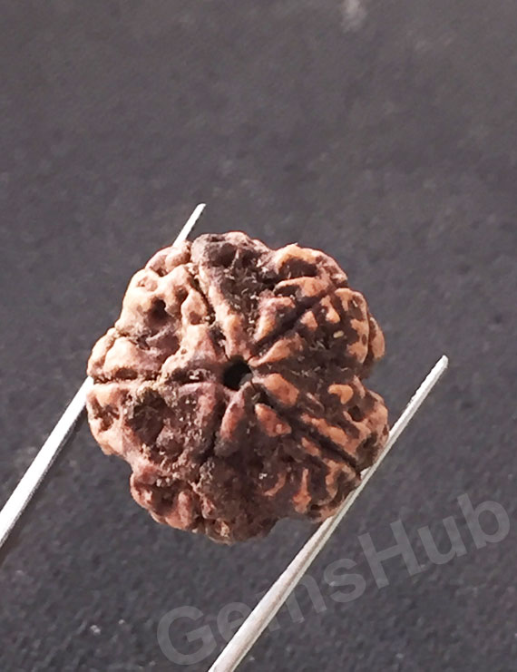 5 Mukhi Natural Certified Rudraksha Size- 21.4 mm Premium Quality